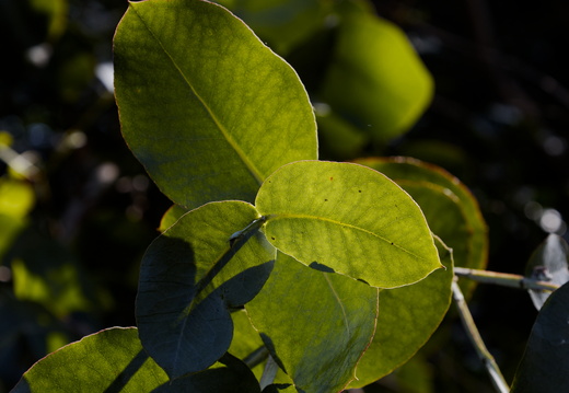 Eucalyptus Leafs