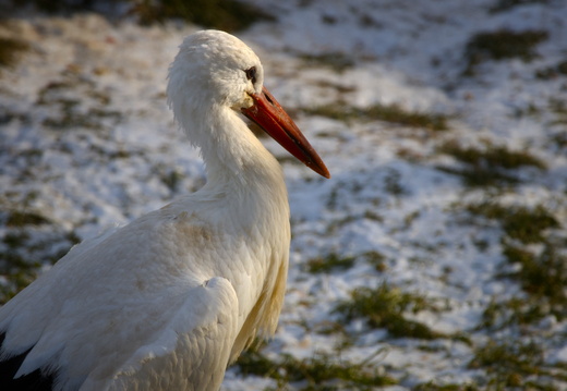 Winter Stork