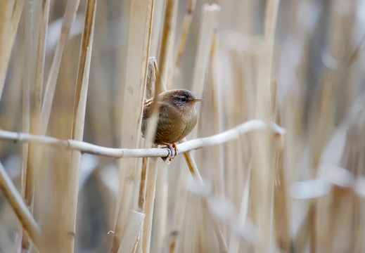 Wren