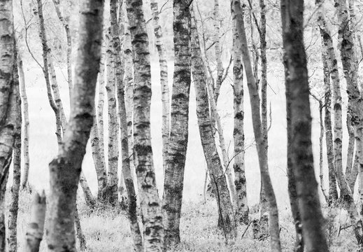 Birch Forest