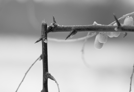 Broken Twig