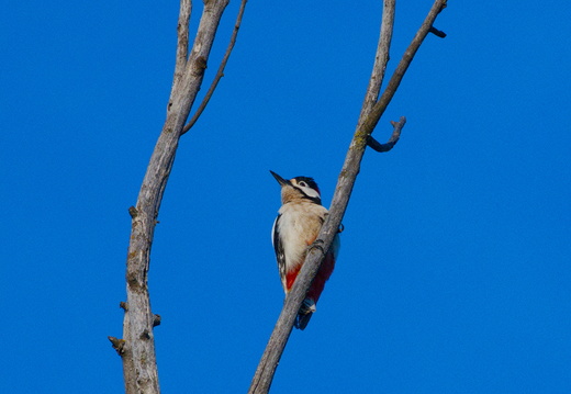 Pied Woodpecker