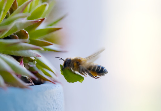 Leafcutter Bee