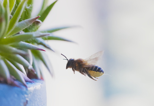 Leafcutter Bee