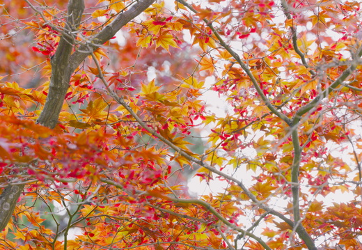 Maple