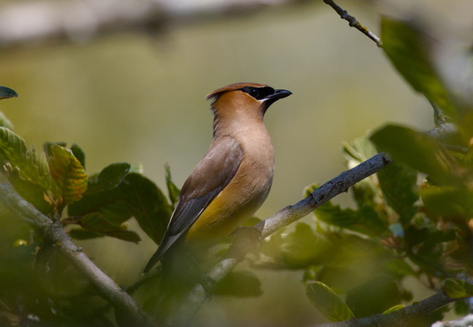 Cedar Waxwing