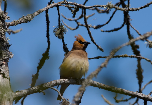 Cedar Waxwing