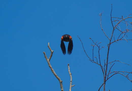 Red Winged Blackbird