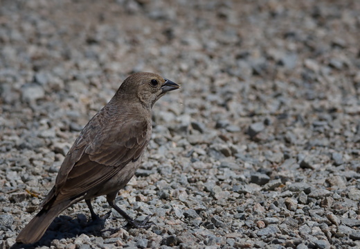 Cowbird