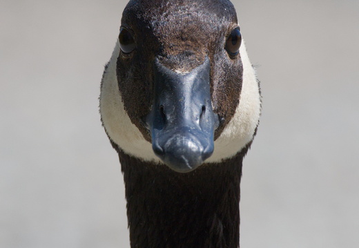 Canada Goose