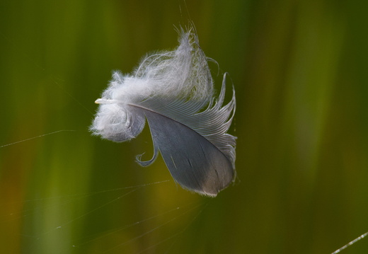 Feather