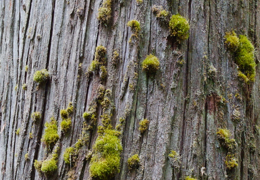 Moss