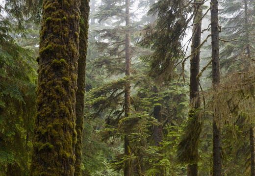 Rainforest