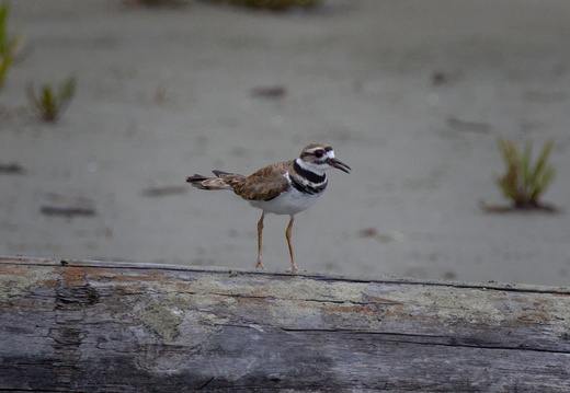 Killdeer