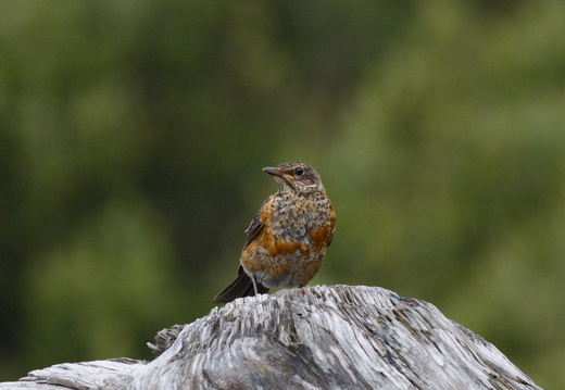 American Robin