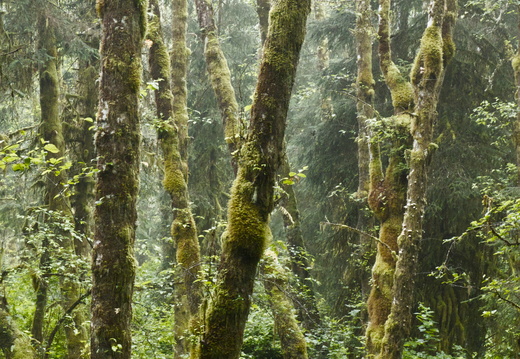 Rainforest