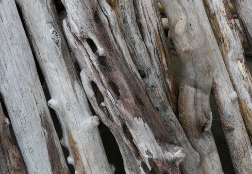 Driftwood