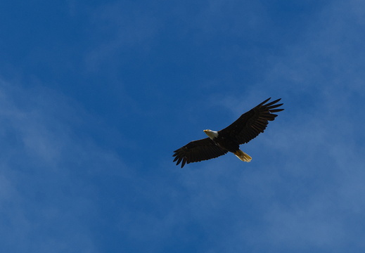 Bald Eagle