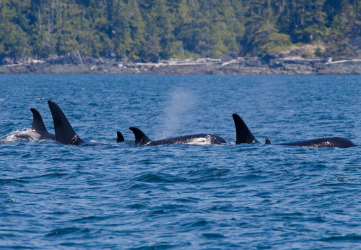 Orcas