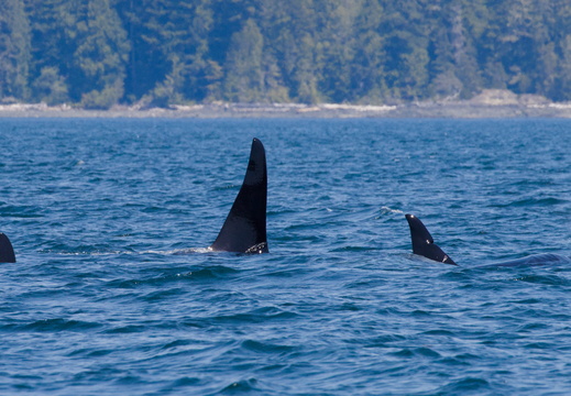 Orcas
