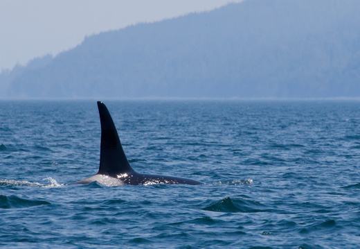 Orca
