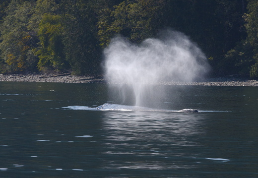 Humpback Blowing