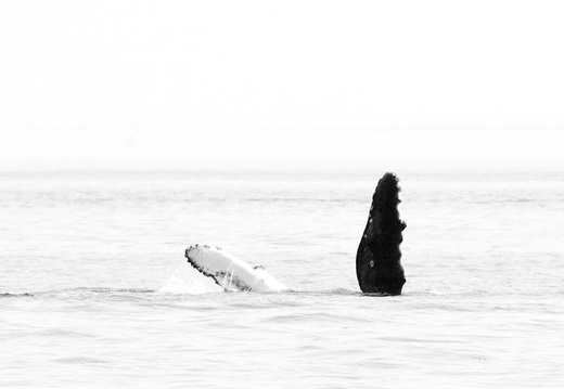 Humpback