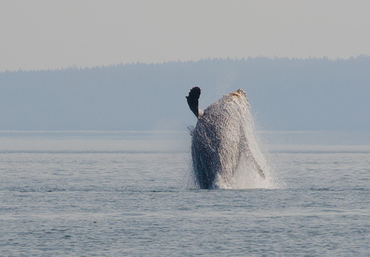 Humpback Breaching