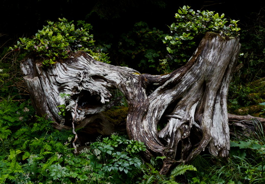 Roots
