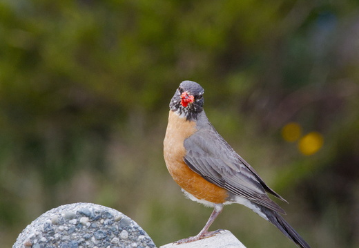American Robin