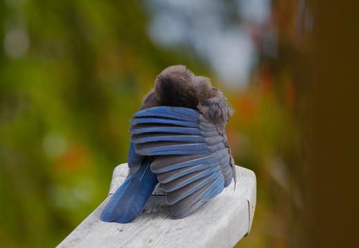 Stellar's Jay