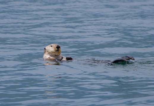 Sea Otter
