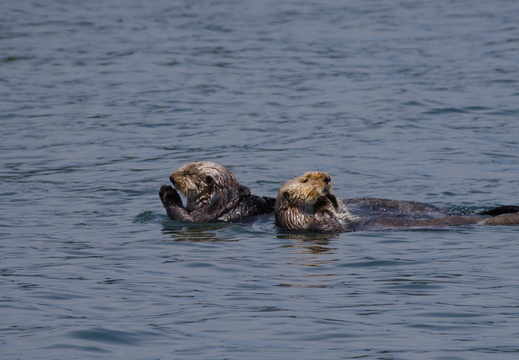 Sea Otters
