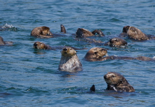 Sea Otters