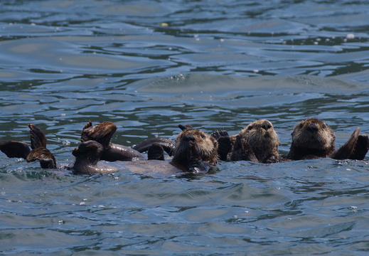 Sea Otters