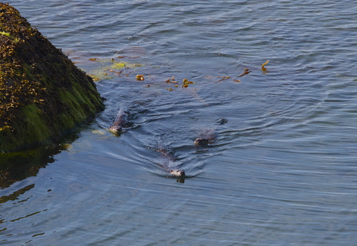 River Otters