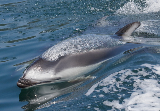Dolphin
