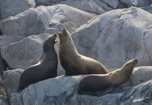 Sea Lions