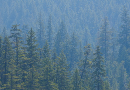 Whistler