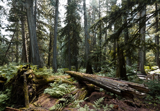 Giant Cedars Boardwalk