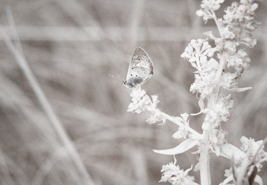 Butterfly in Infrared