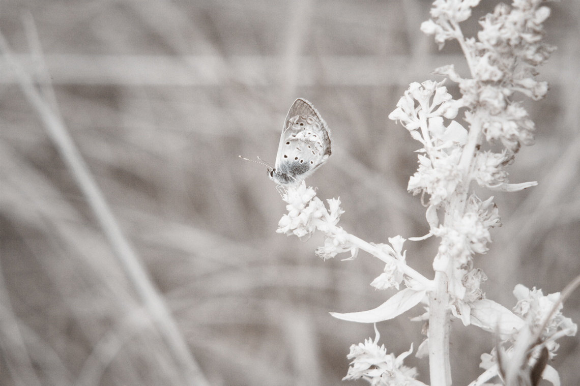 _MG_0060.jpg