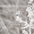 _MG_0060.jpg