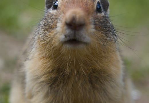 Ground Squirrel