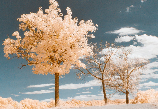 Trees