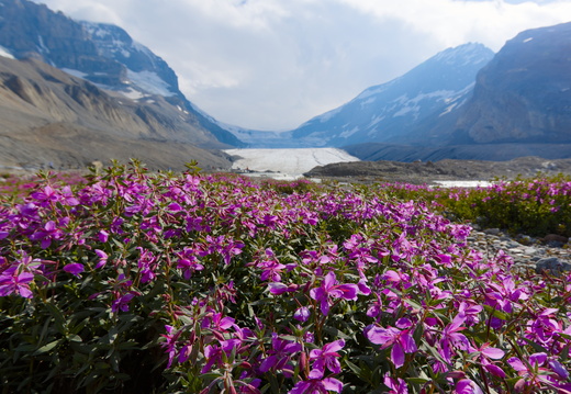 Athabasca Glacier