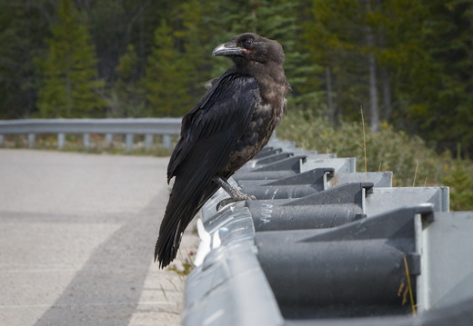Raven