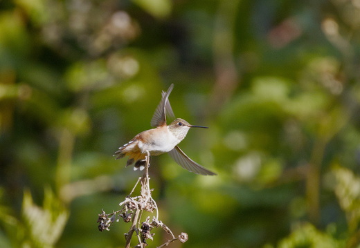 Hummingbird
