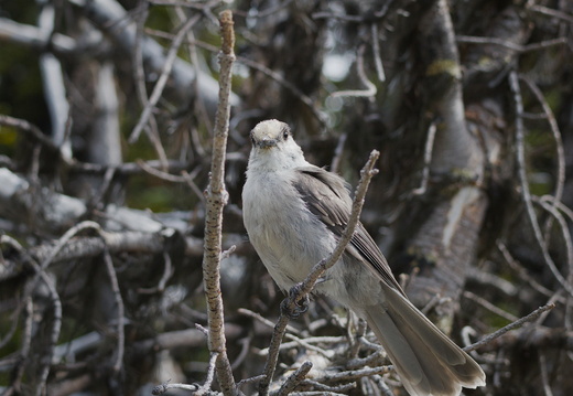 Canada Gray Jay