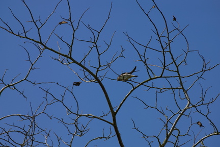 Swallow in the Tree